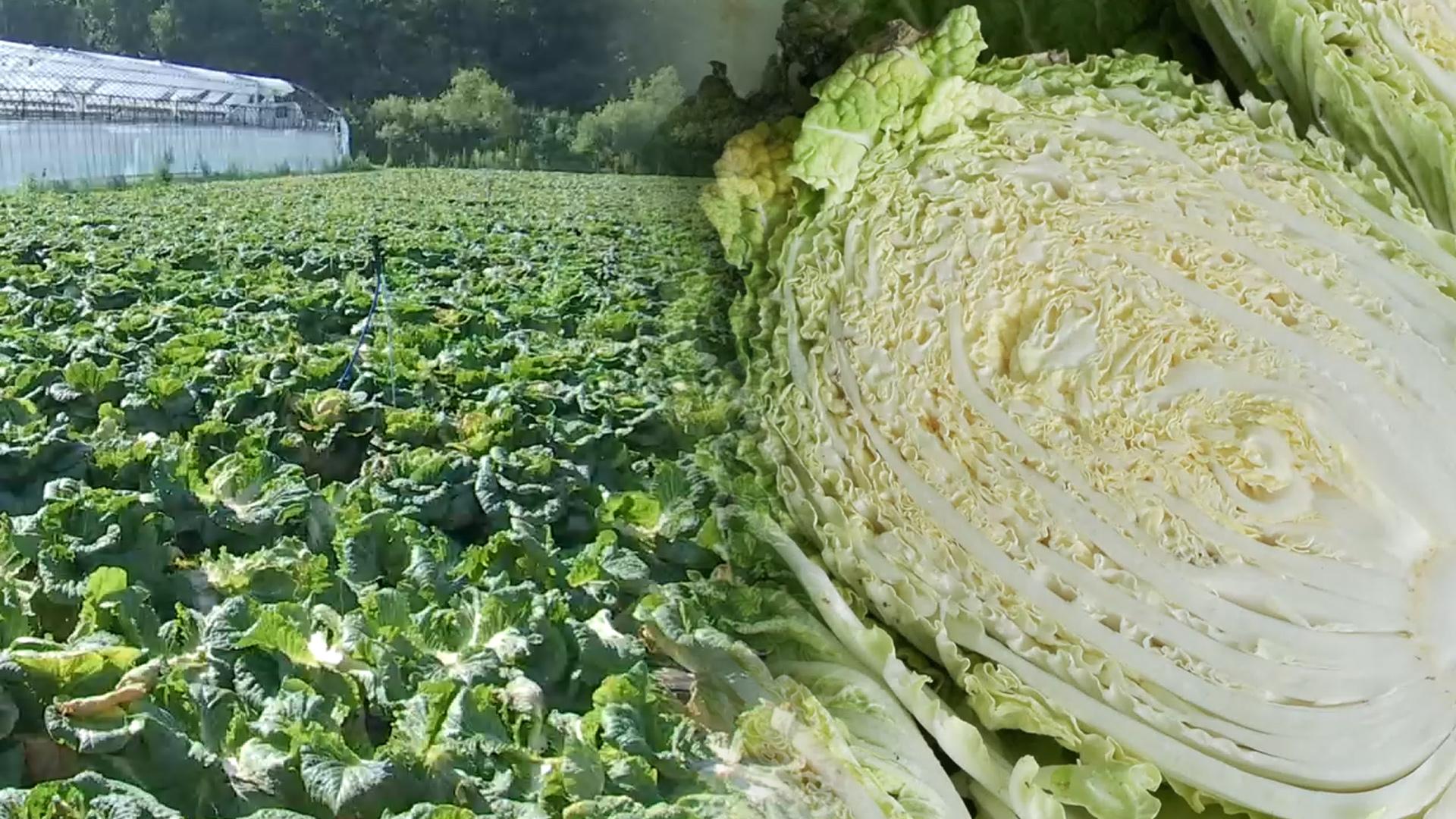 "봄배추 여름내내 저장 가능"…농진청, 저장기술 입증