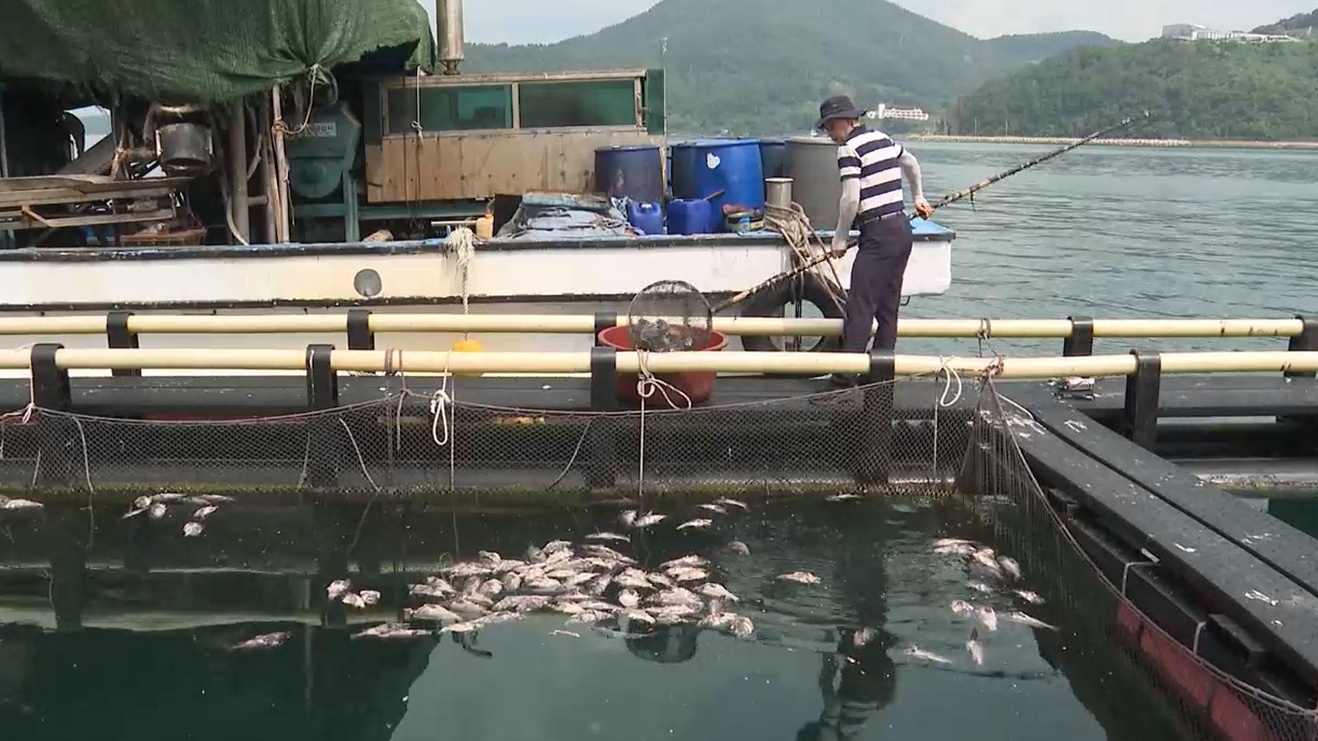 <em class='find'온라인카지노 실시간</em 양식장 페사량 작년의 17% 수준…"피해 최소화"