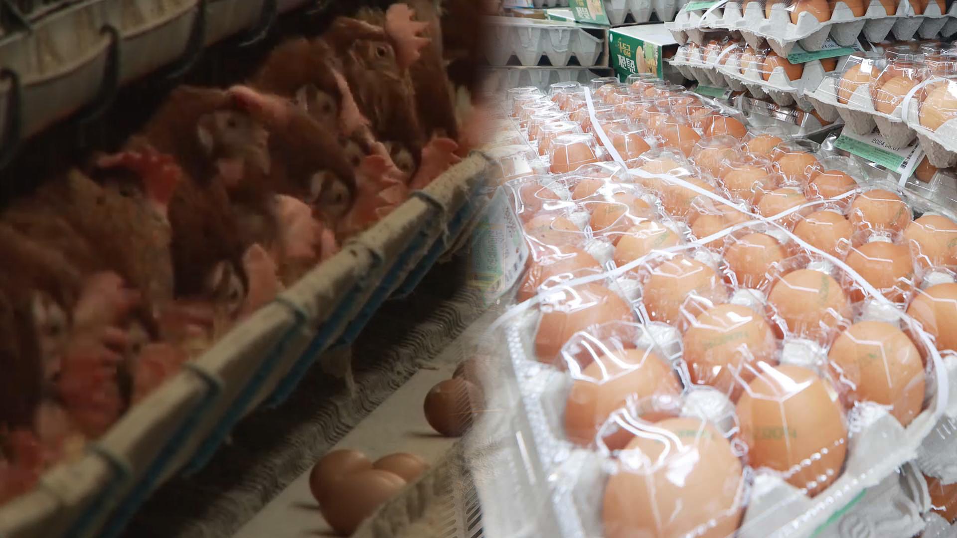 국내 마틴게일배팅 80% 밀집사육…"사육 환경 표기해야"