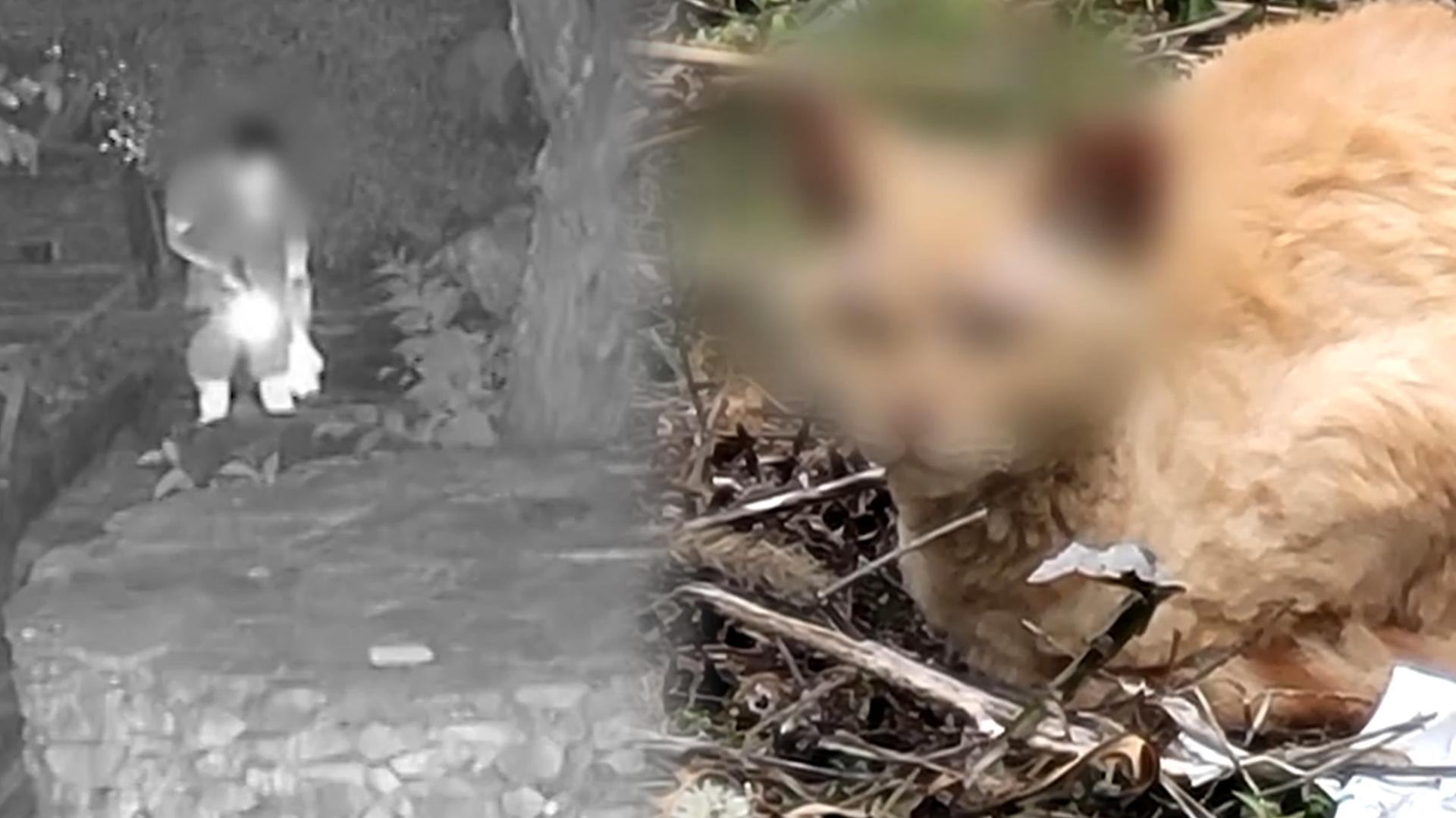 <em class='find'온라인카지노 쿠폰 벳엔드</em 신고 올해만 4천건…처벌은 '솜방망이'