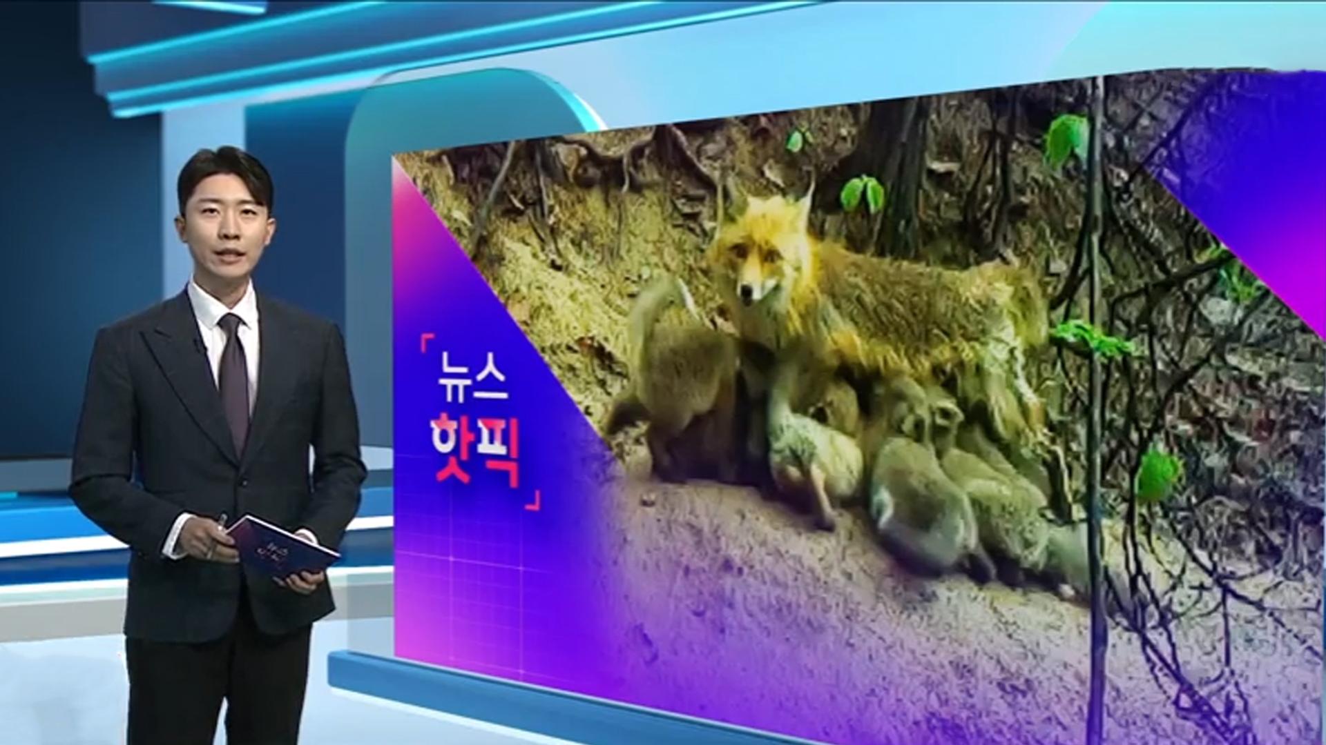 [우리 카지노핫픽] 새끼 12마리 돌보는 '여우 엄마'…야생의 모성애 포착