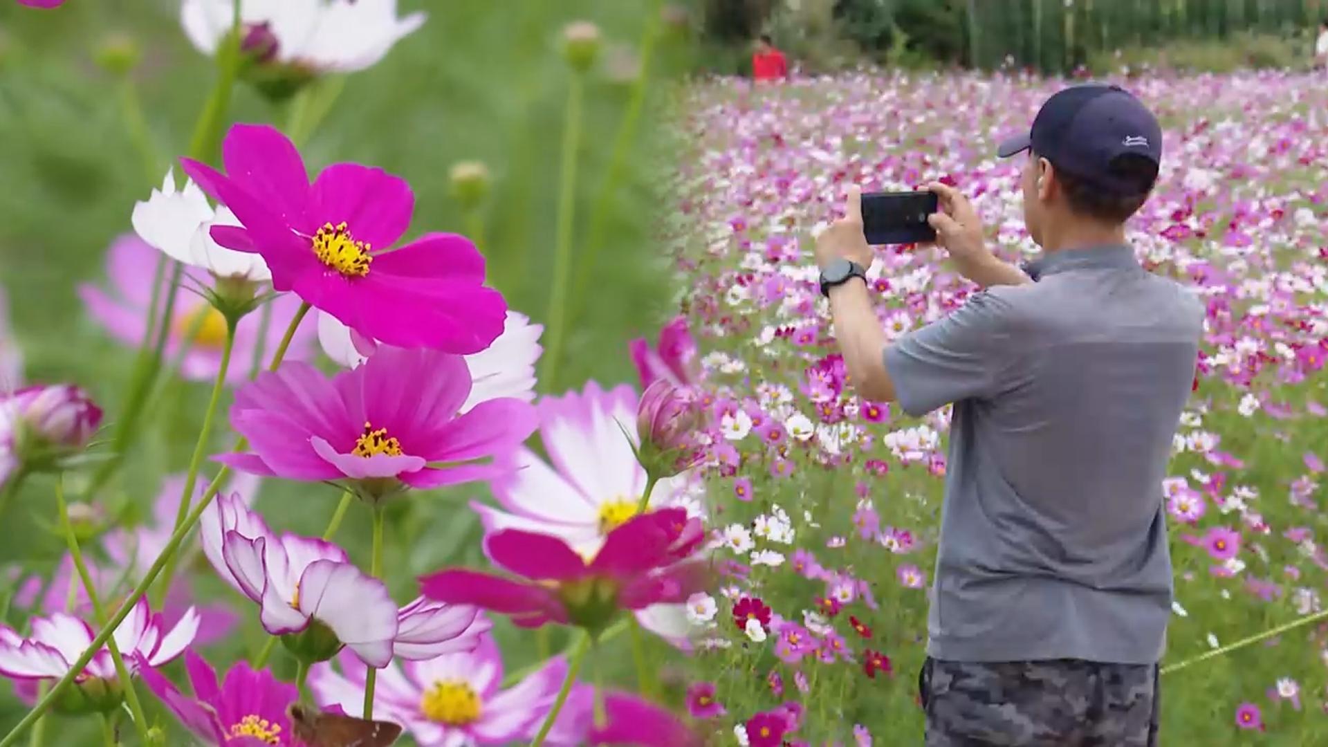 카지노 꽁 머니꽃 개화 본격화…태화강 국가정원 핑크뮬리 만개
