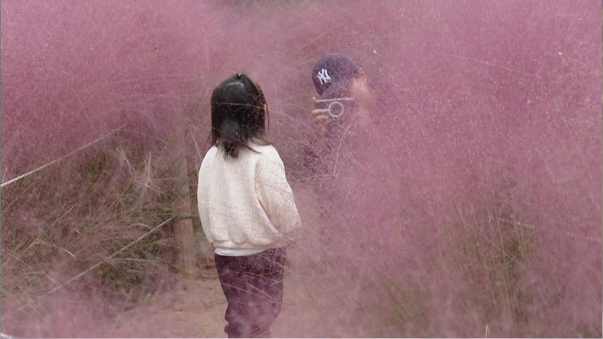 "신혼으로 돌아간 듯"…핑크뮬리에 물든 카지노 꽁 머니 정취