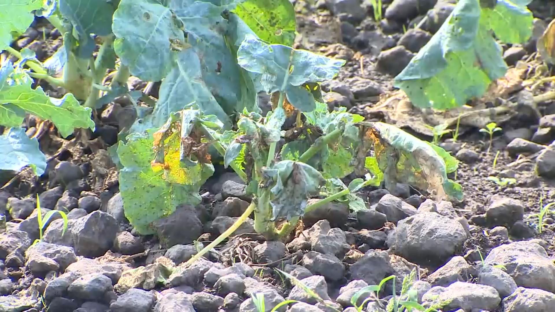 "유난히 덥고 습하더니"…제주 브로콜리 병해 확산