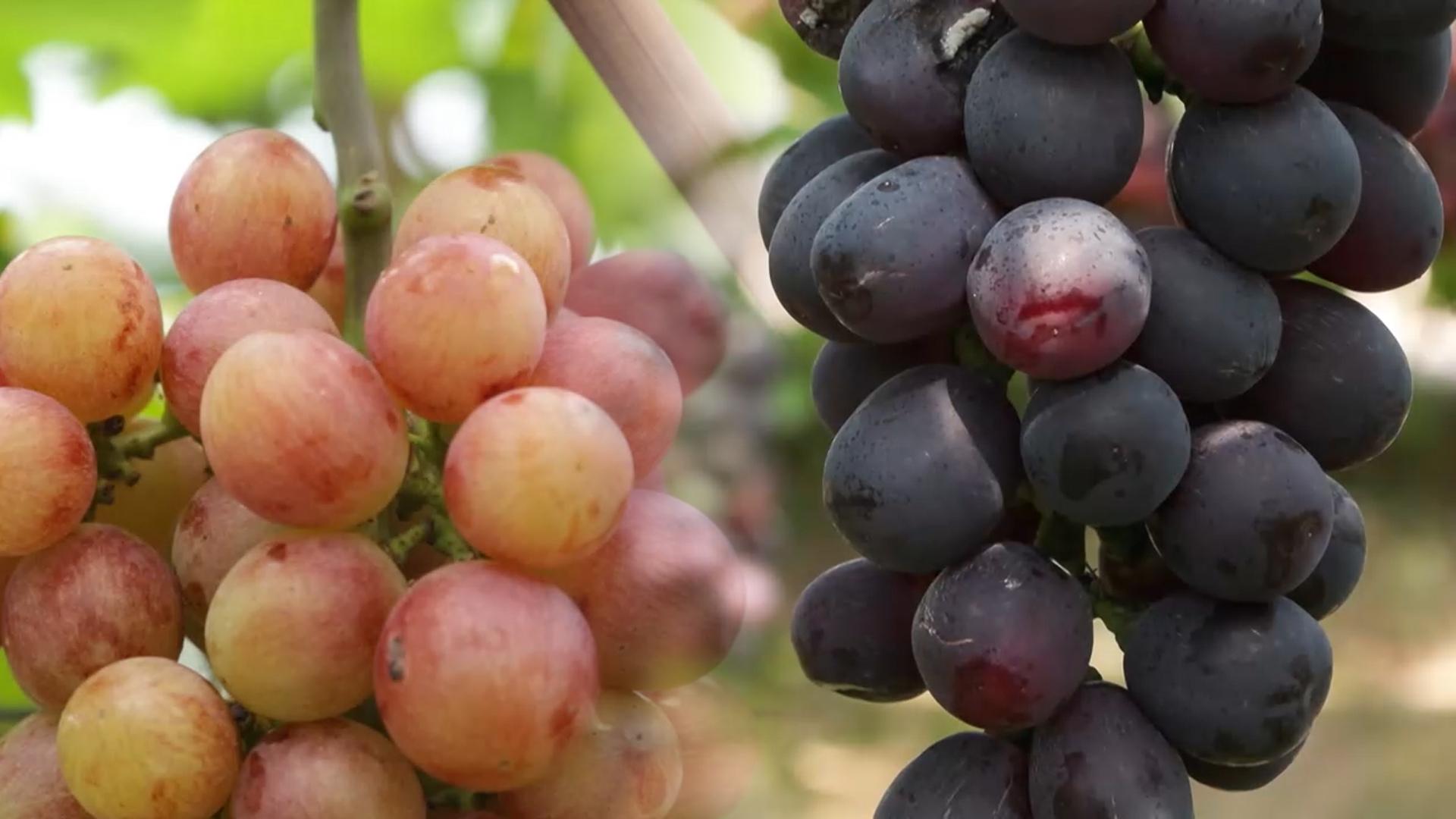 "샤인머스켓 비켜라"…'토종 포도' 소비자 입맛 공략