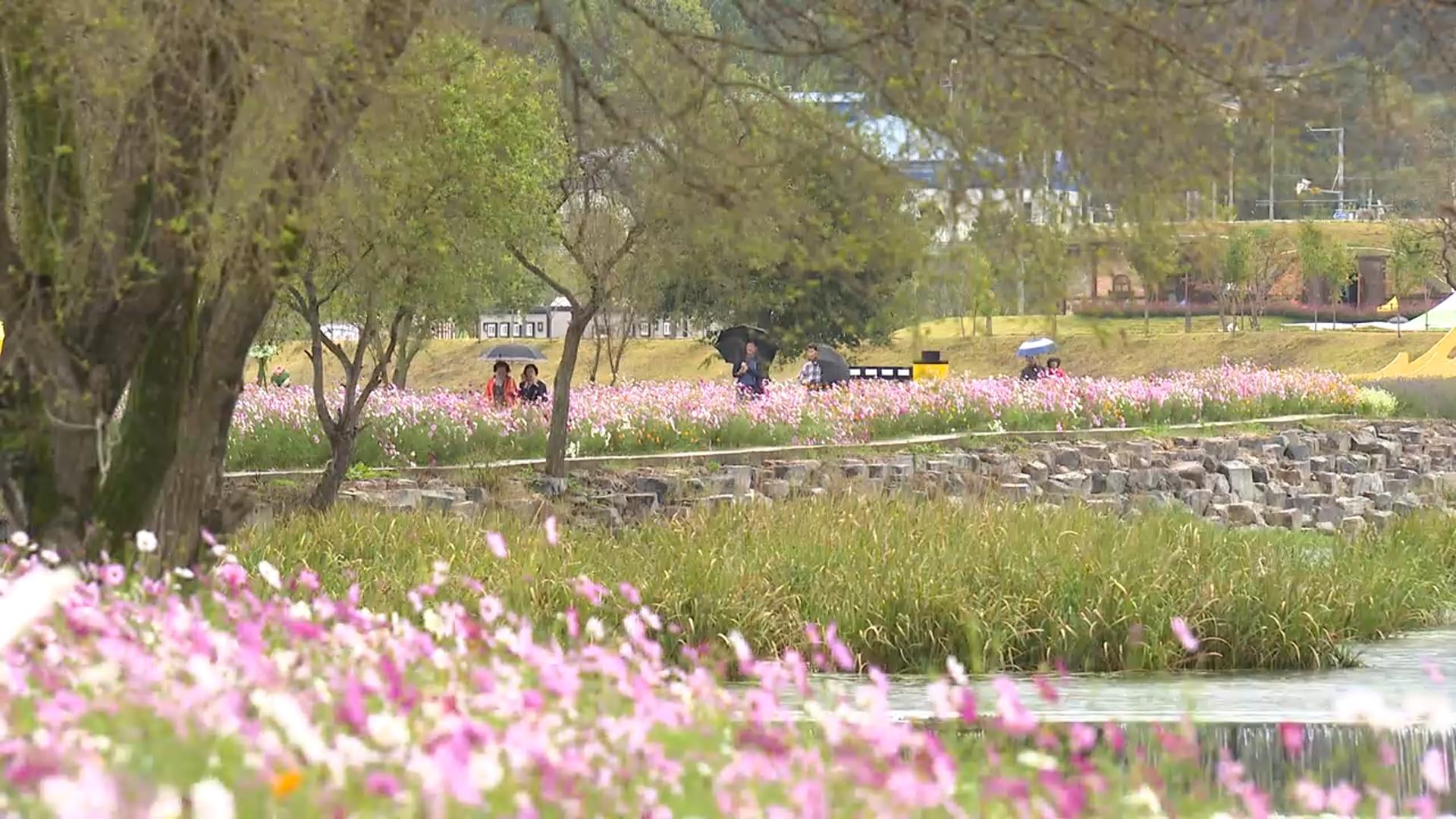 10리 강변에 꽃물결 넘실…장성 황룡강 카지노 꽁 머니꽃 축제