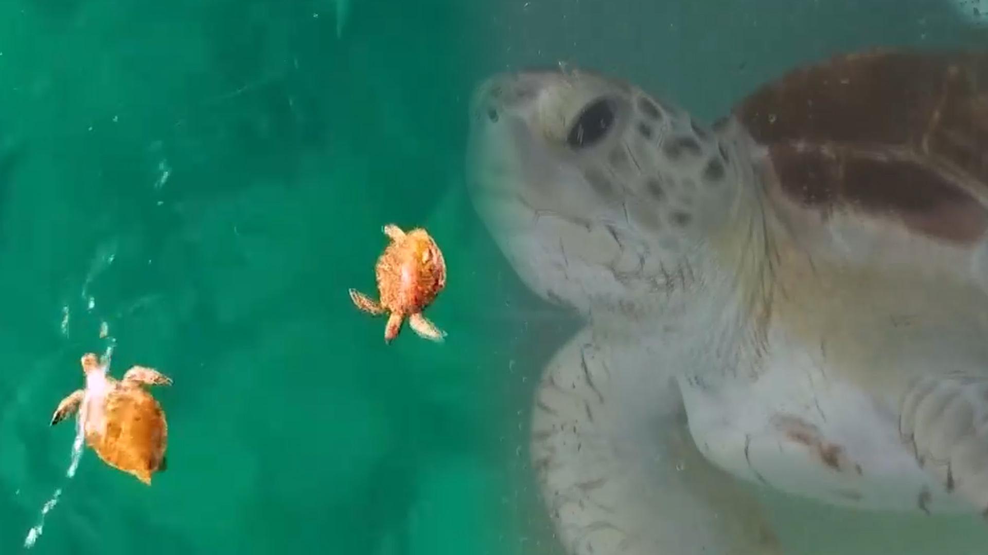 푸른바다거북 멸종 위기 벗어났다…50년 노력 결실