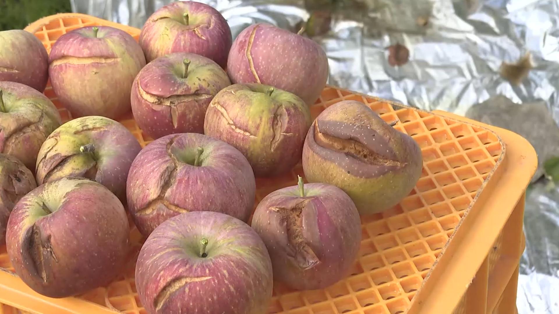 "작물 무르고 터지고"…<em class='find'온라인카지노 운영</em 비·추위에 농가 '울상'