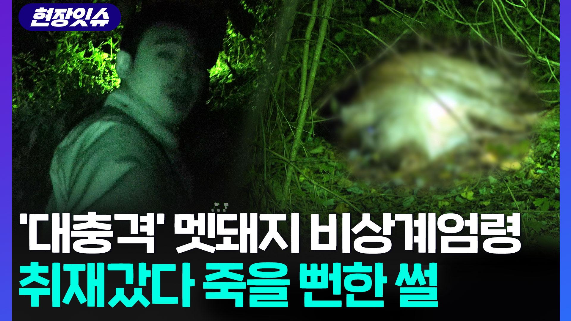 [현장잇슈] 멧돼지 포획 취재갔다 죽을 뻔…오늘만 살 듯 돌진하는 그놈들 운명은?