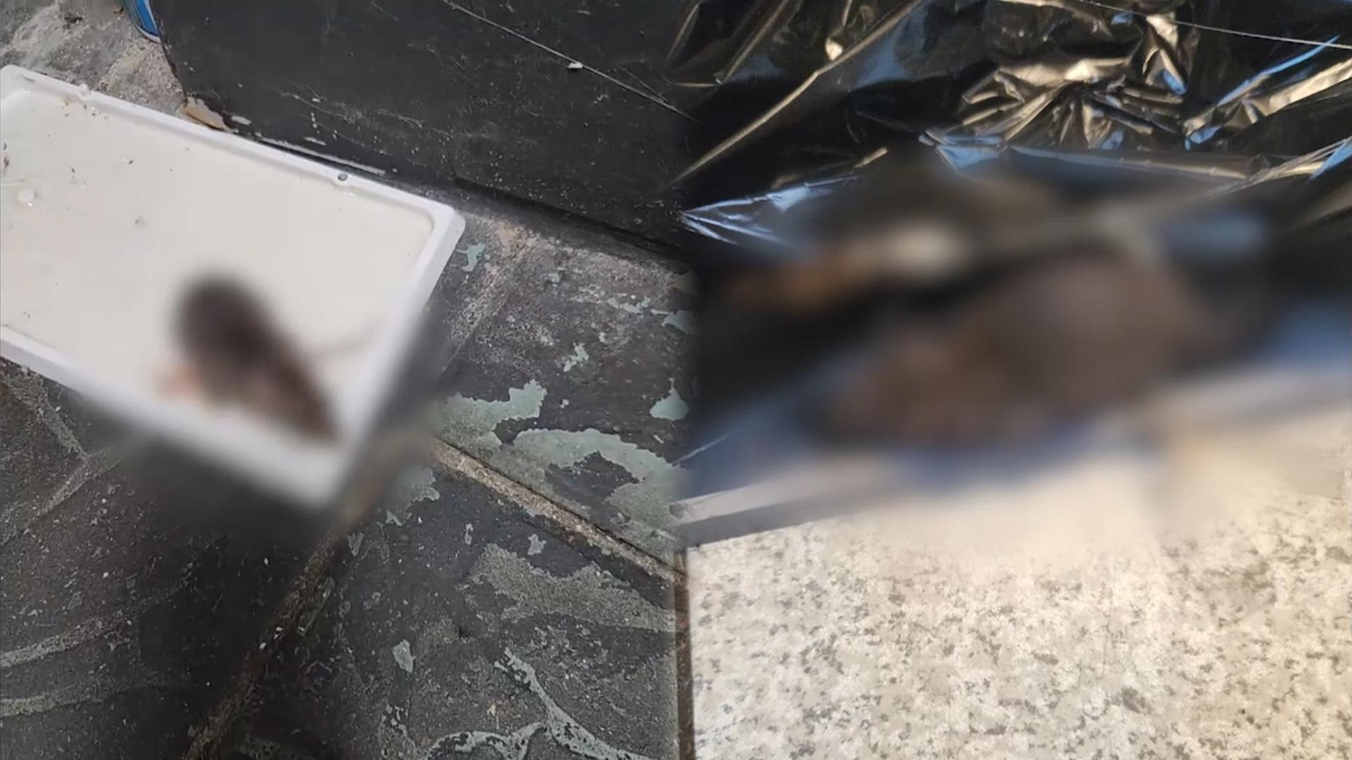 광장부터 아파트·시장까지…서울 도심 쥐 출몰 주의보