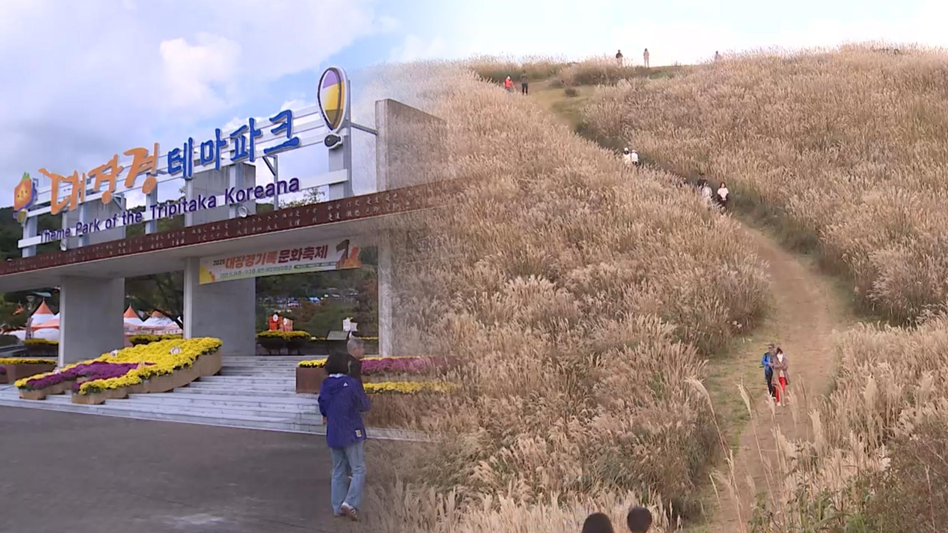 합천 황매산 억새 절정…가을 정취 '물씬'