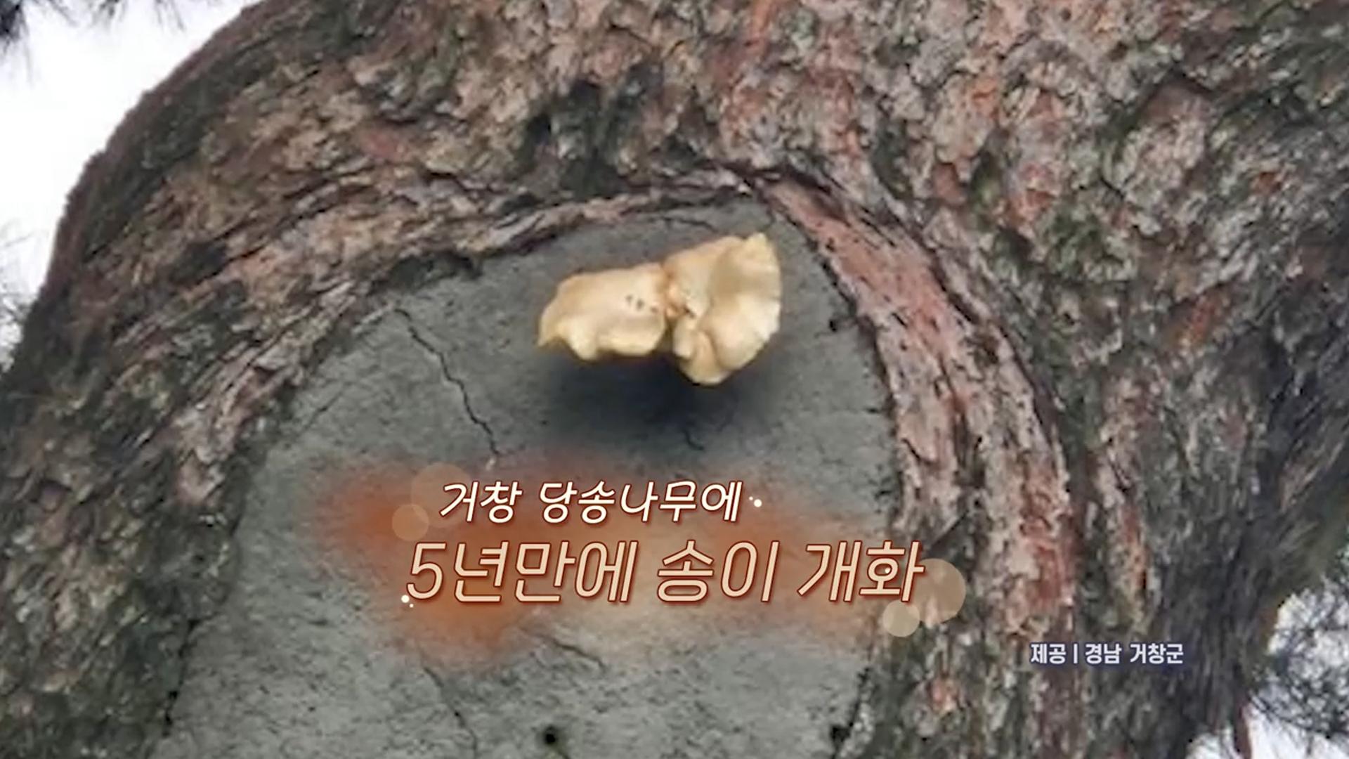[생생갤러리] 거창 당송나무에 5년만에 송이 개화