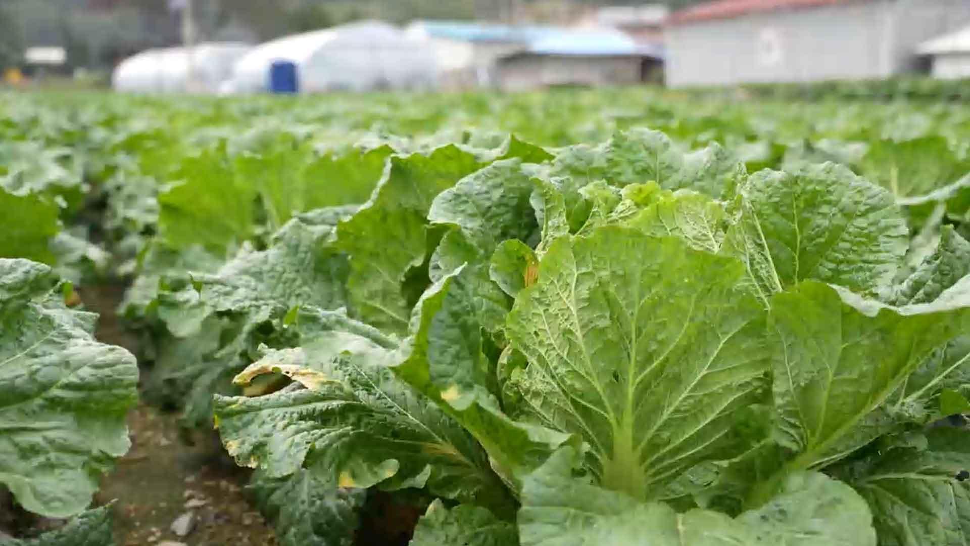 가을 잦은 비에 배추도 피해…김장철 앞 "공급 안정 총력"
