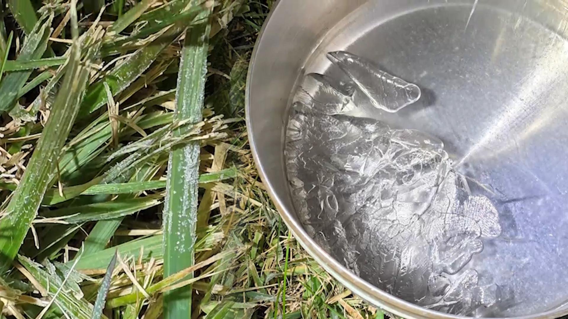 올가을 들어 가장 춥다…서울 첫서리·첫얼음 관측