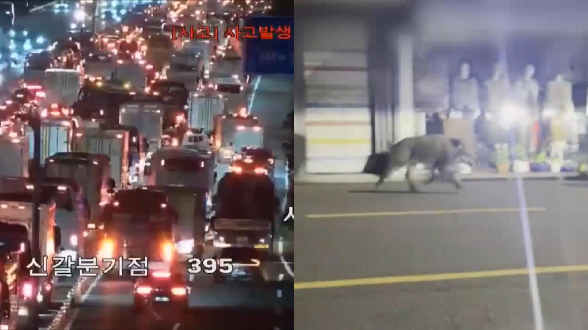[사건꽁 머니 카지노 3 만] 경부고속도로서 잇단 추돌꽁 머니 카지노 3 만…도심 속 멧돼지 출몰 外
