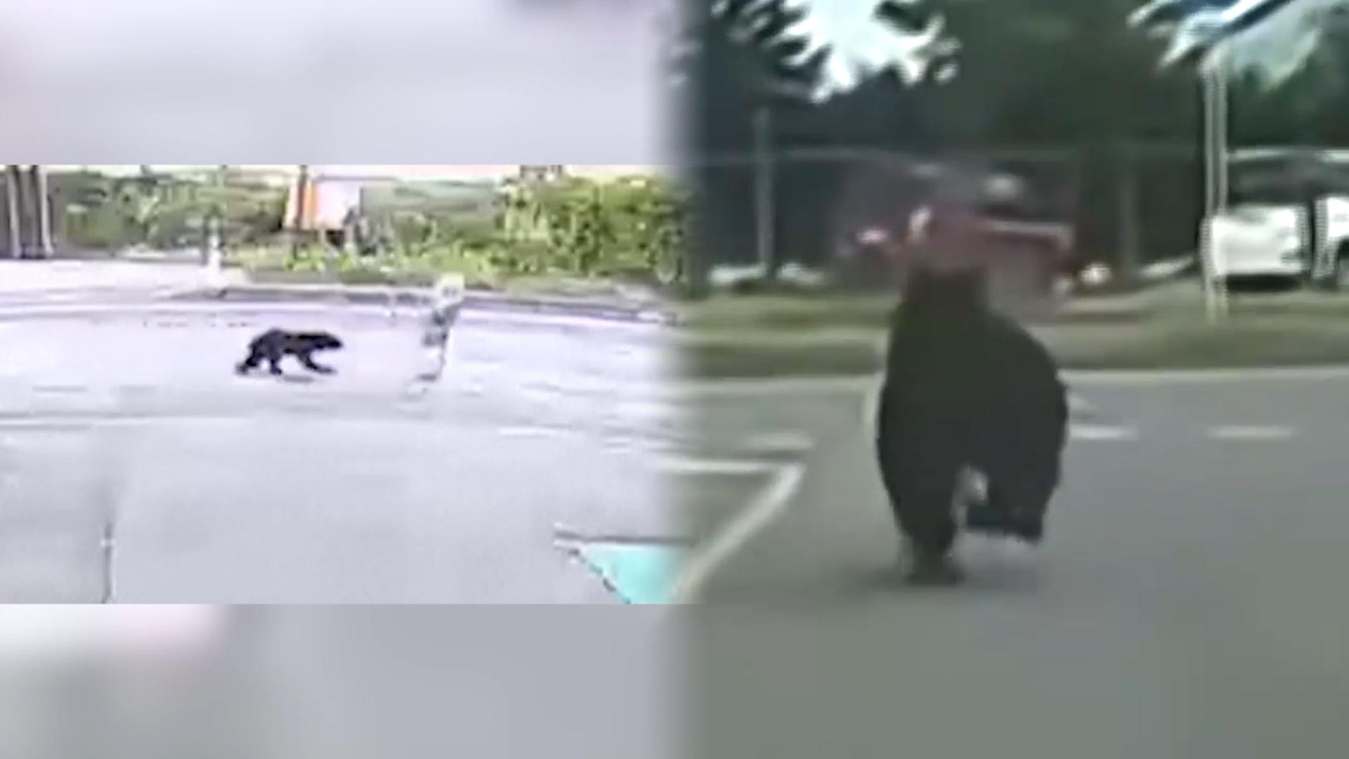 곰 습격에 올해만 12명 사망…비상 걸린 일본