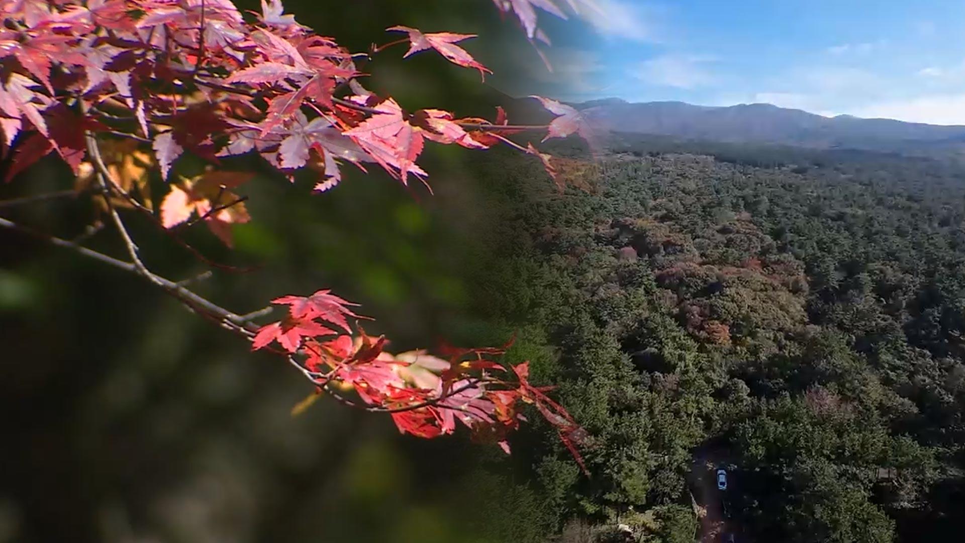 한라산 단풍 본격화…붉게 물든 '천아온라인카지노 롤링'