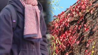 [센터웨더] 찬 공기 점차 물러나…당분간 예년 늦가을 날씨