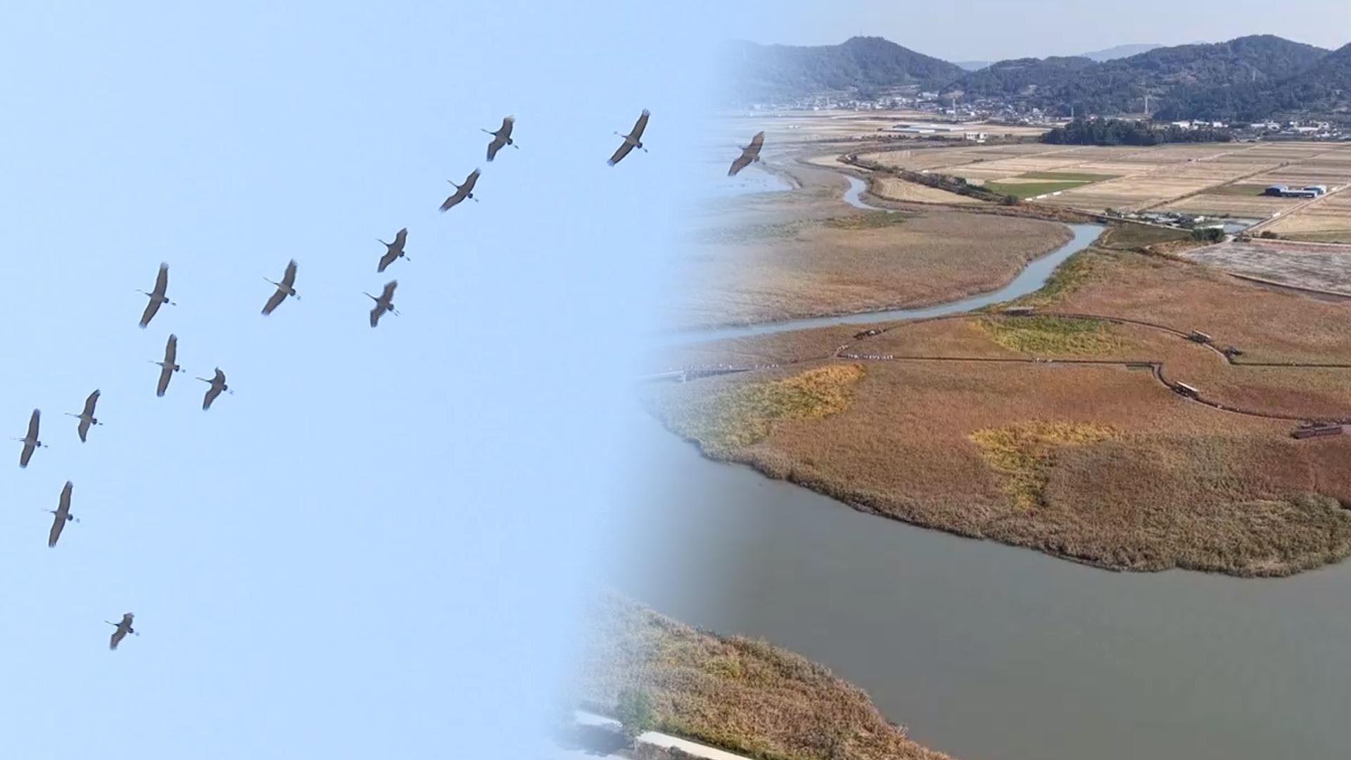 '철새 천국' 순천만 흑두루미 장관…전봇대 뽑아 서식지 확대