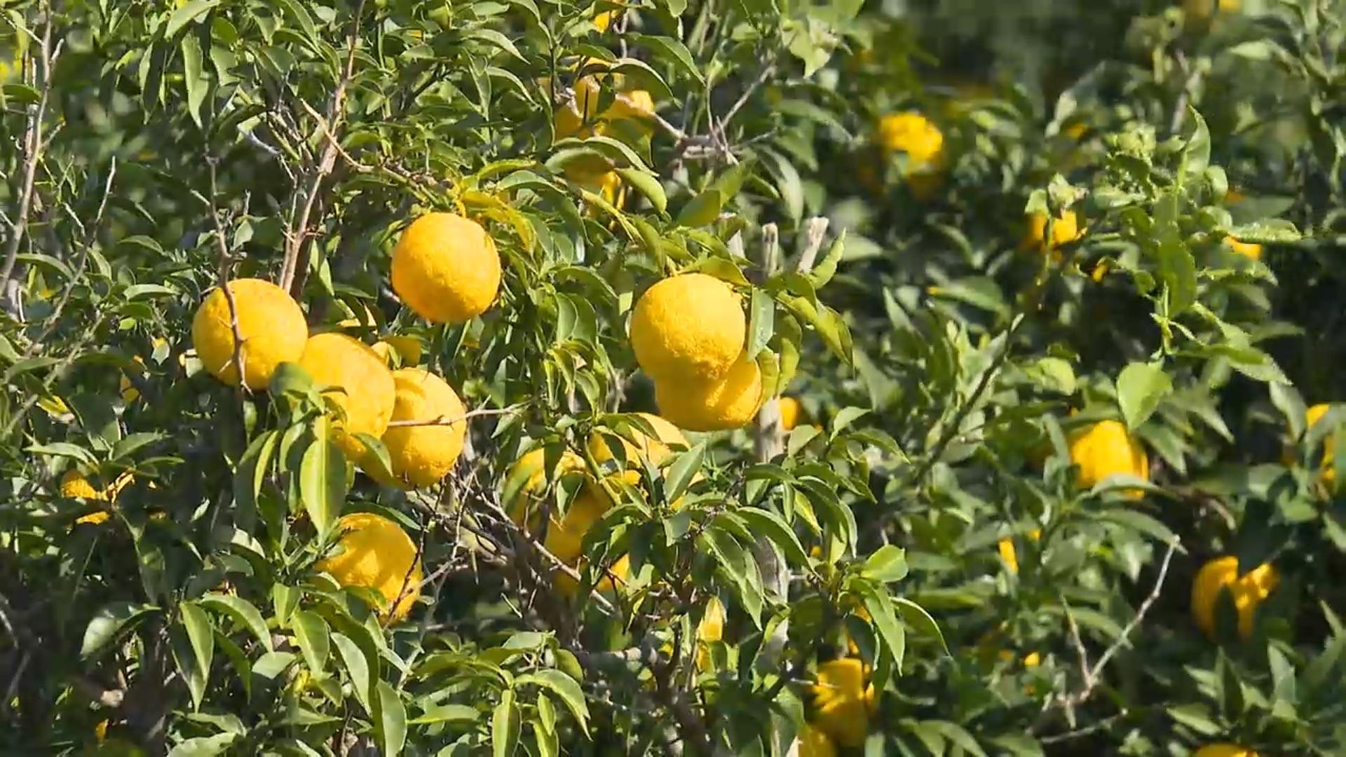 황금빛 열매의 상큼한 매력…고흥유자축제 북적