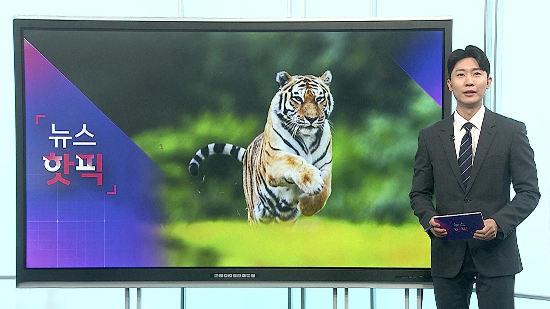 [마이다스 온라인카지노 유니88핫픽] 20세로 별이 된 국내 최고령 백두산호랑이 '한청'