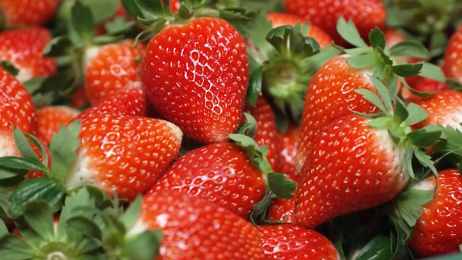 "달고 무르지 않아요"…제철 '논산딸기' <em class='find'신카지노사이트추천</em 출하