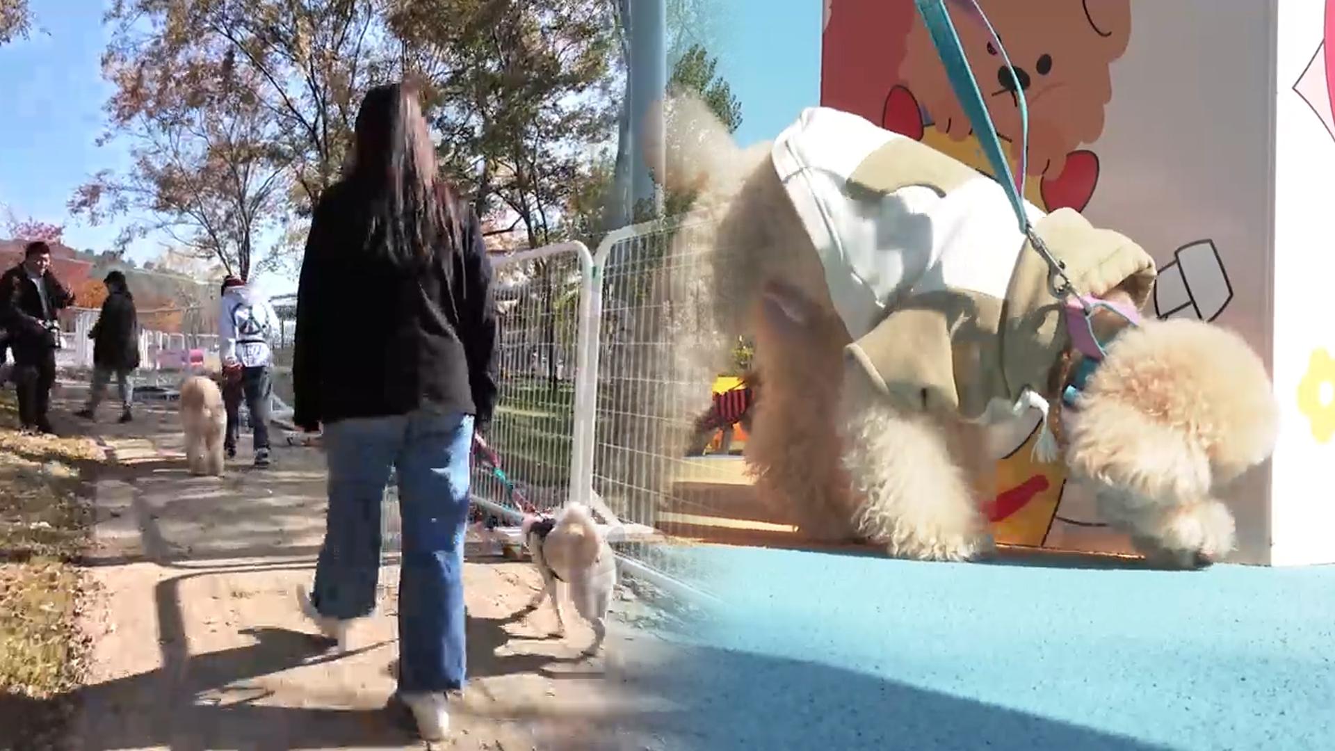 "함께 걷자멍!"…온라인카지노 조작 유니벳 산책 교육으로 '매너있개'