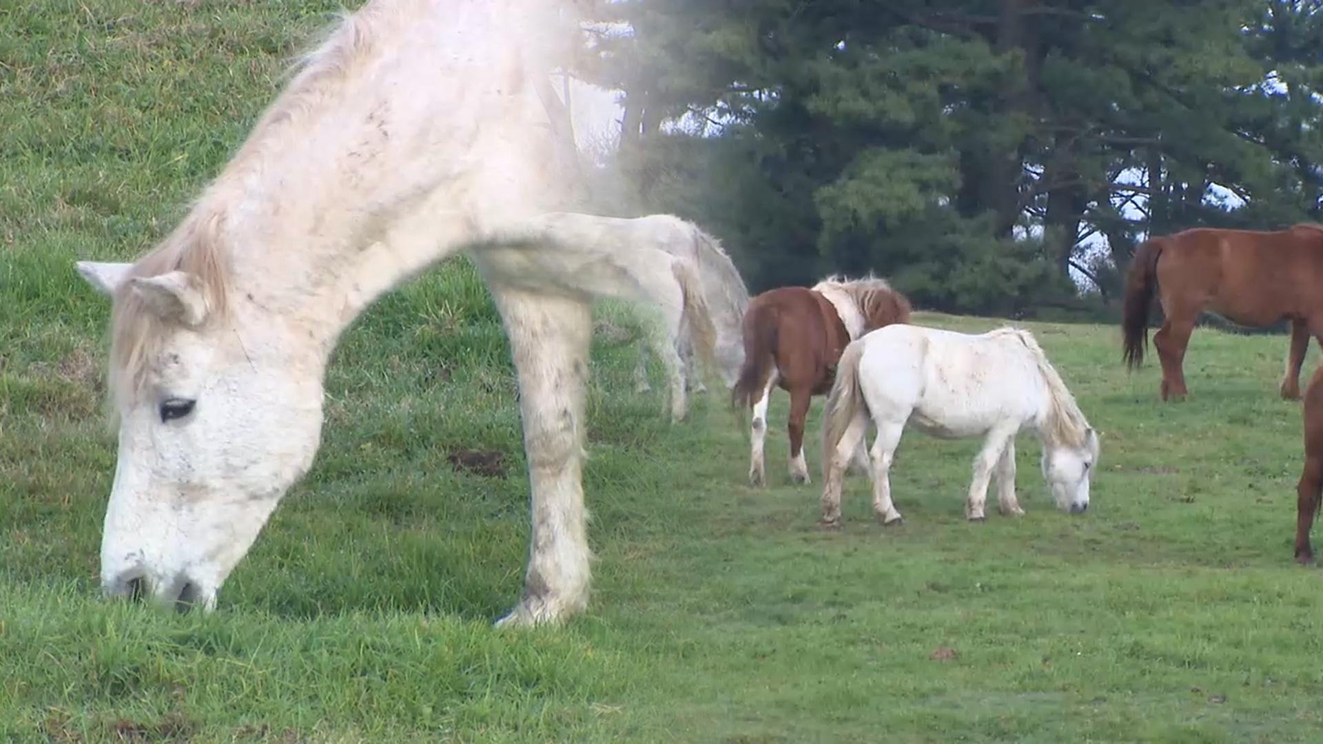 한라산 해발 650m 떠나…제주마의 온라인카지노 불법나기 '채비'