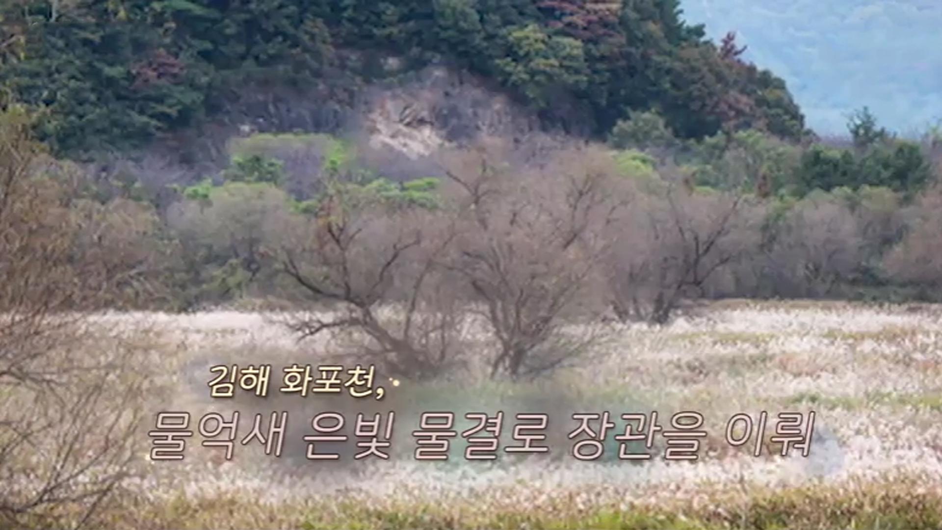 [생생갤러리] 김해 화포천, 물억새 은빛 물결로 장관을 이뤄