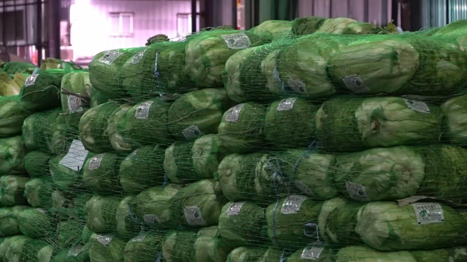 온라인카지노 게임철 <em class='find'배춧값</em 잡는다…aT, 가을온라인카지노 게임 2천t 수매