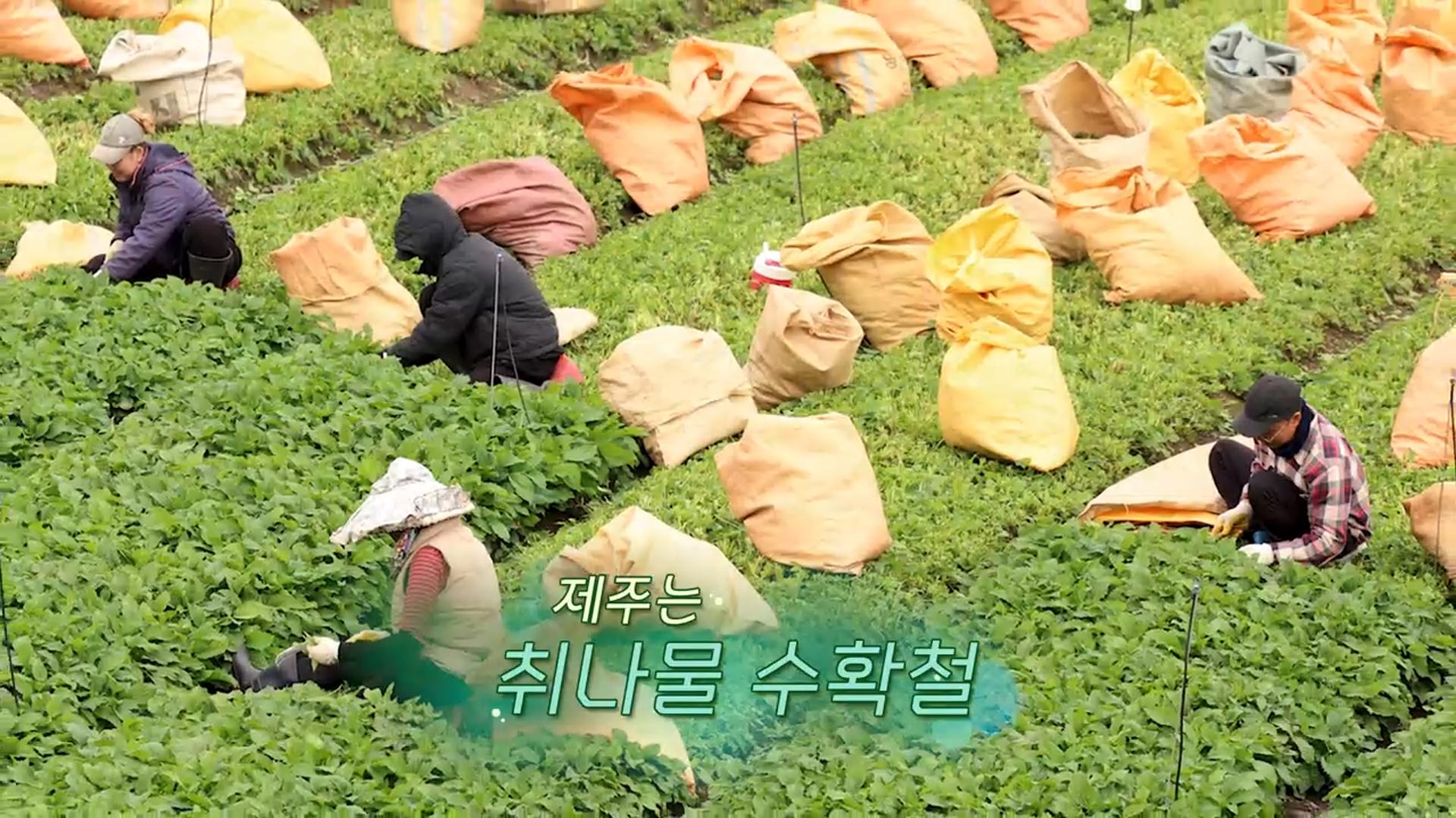 [생생갤러리] 제주는 취나물 수확철