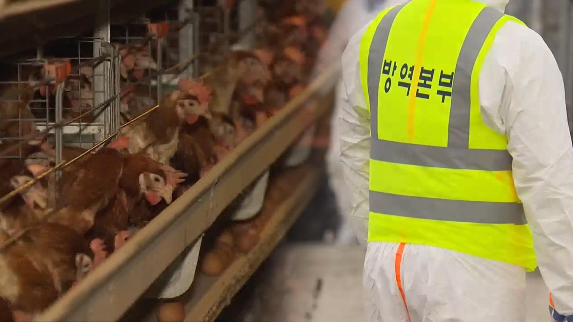 평택 산란계 농장서 <em class='find'고병원성</em 한국 최고 온라인카지노 추천항원 발견…전국 방역 강화