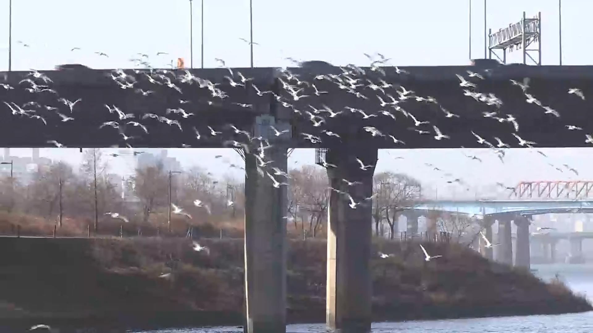 온라인카지노 불법 벳무브서 야생조류 고병원성AI 확진…2년 10개월만