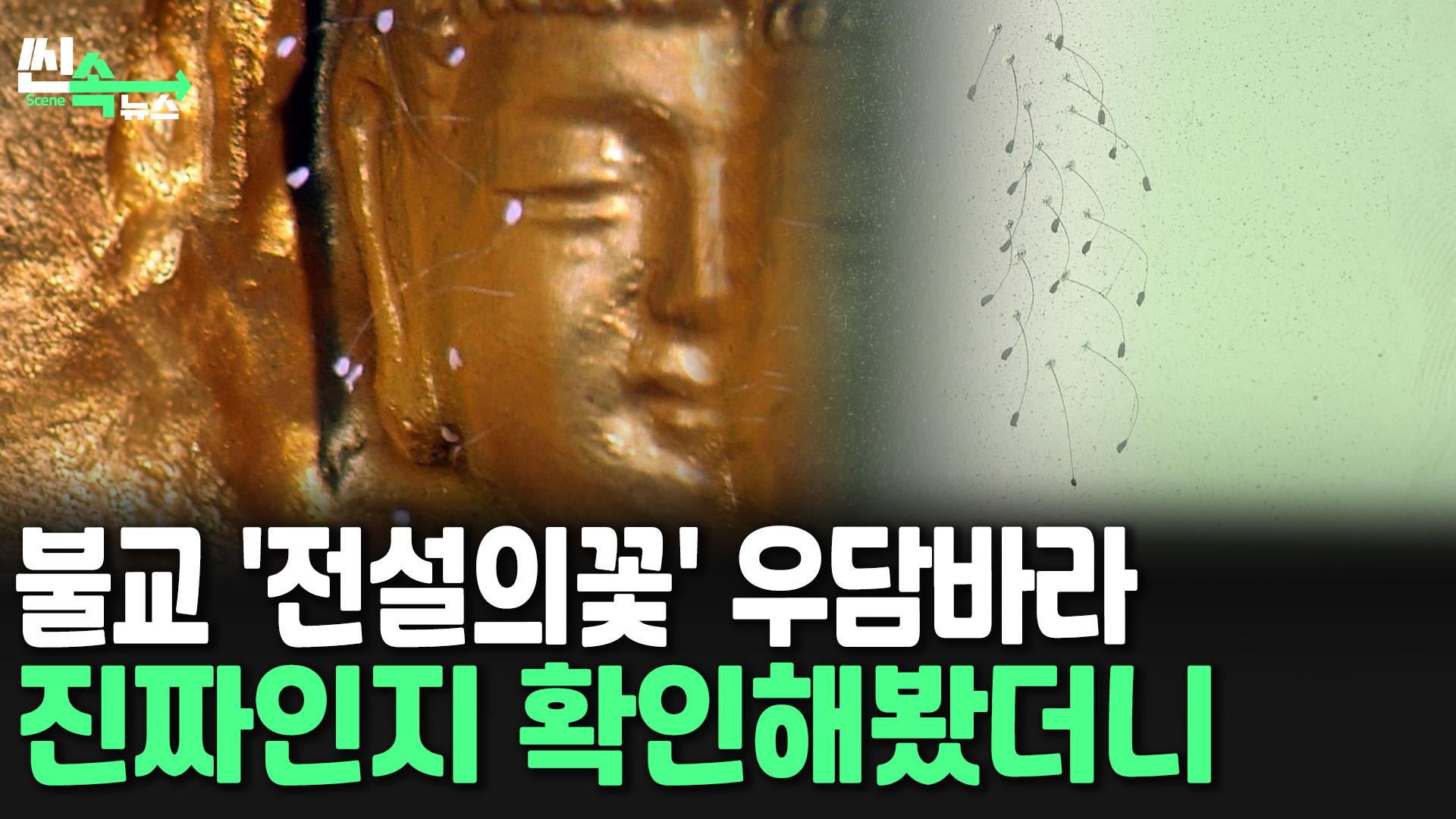 [씬속온라인카지노 조작 벳무브] 3천년에 한 번 핀다는 온라인카지노 조작 벳무브…서울 조계사 인근에?!