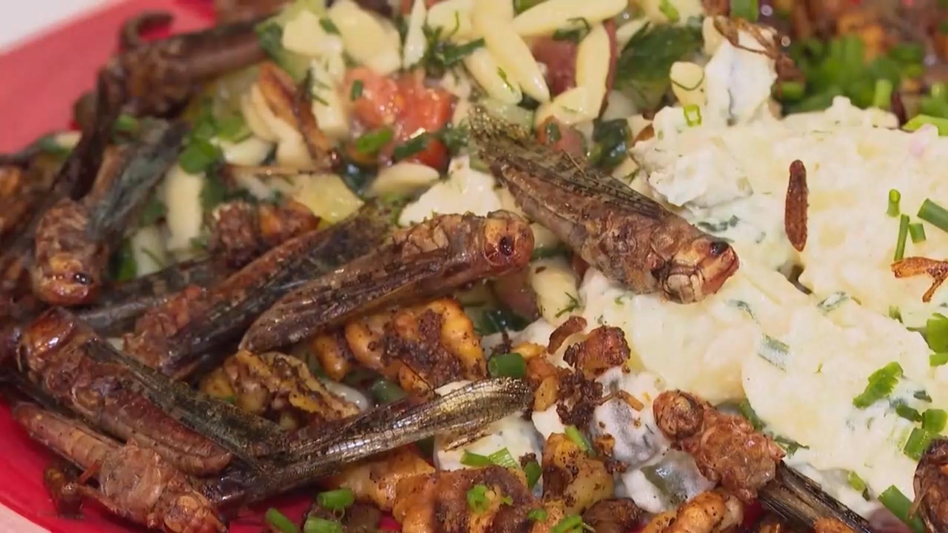 [지구촌화제] 메뚜기 토핑 파스타 맛은? 독일 이색 <em class='find'곤충</em 음식