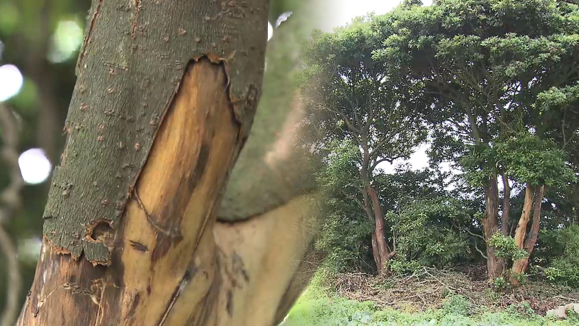 대규모 후박나무 박피범 구속…400여 그루 피해