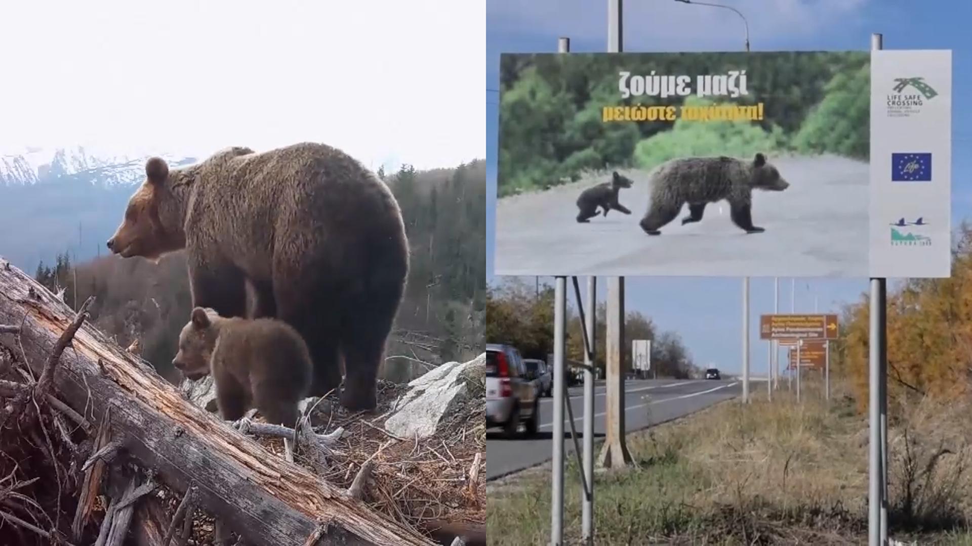 그리스도 야생곰 때문에 골머리…인명피해도 속출