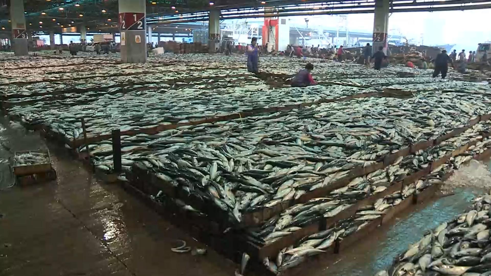 고등어 지난 10월 생산량 62% 급감…온라인카지노 벳엔드 11% '쑥'