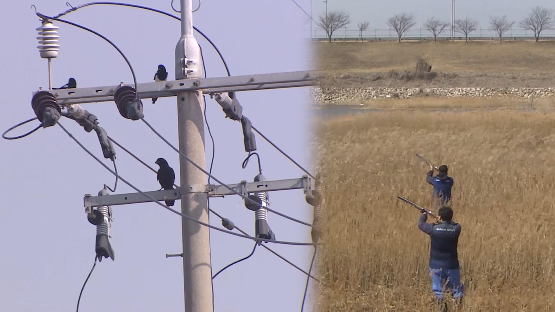 정부, 여객기 참사 1년만에 '조류충돌 위험평가 지침' 마련
