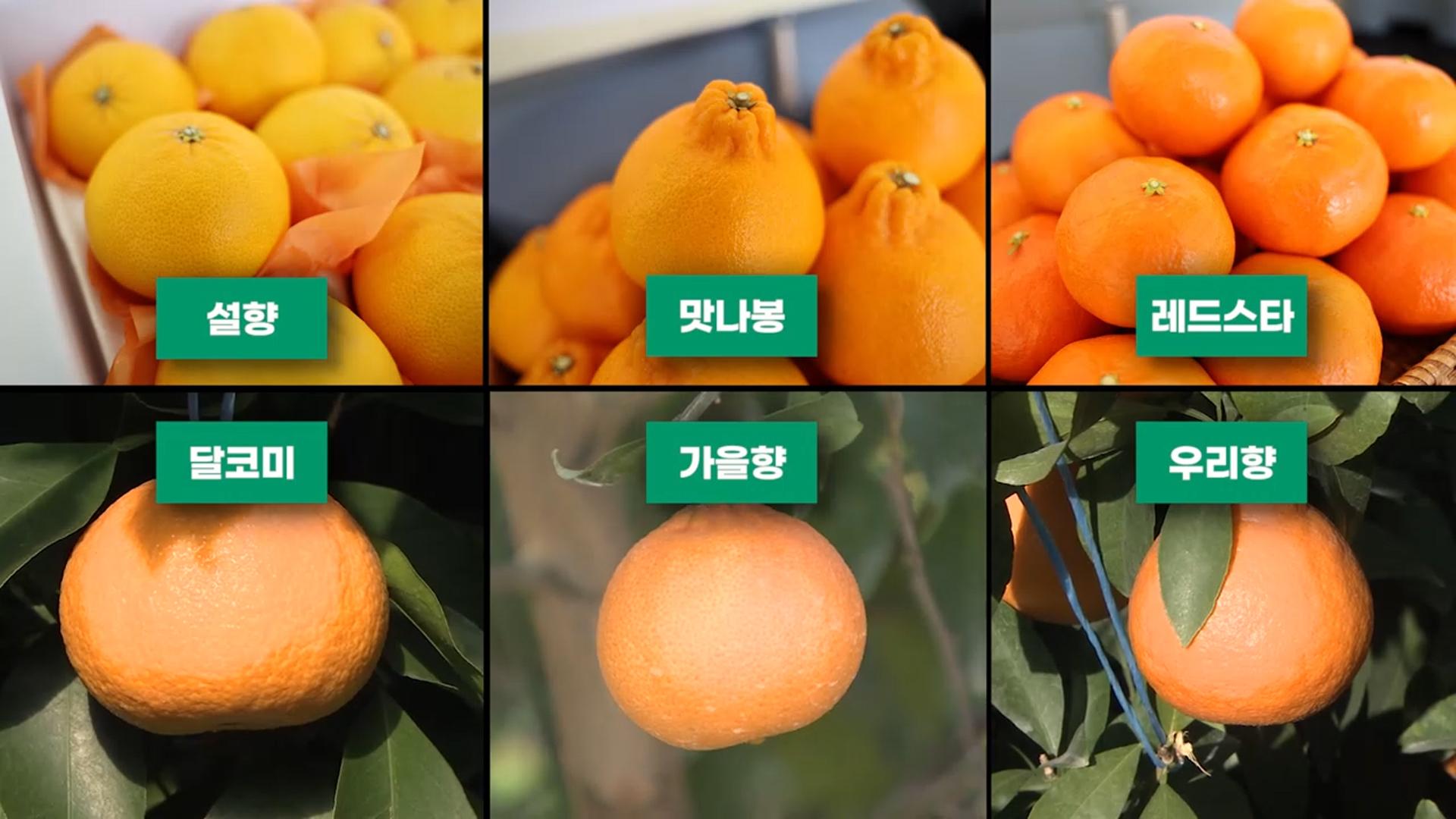 당도 높이고 온라인카지노 합법 유니벳기 앞당긴 '제주 만감류' 확산 주목