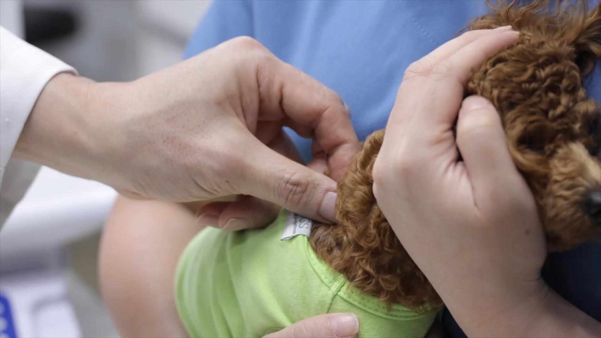 전국 동물병원 초진 진찰료 평균 1만520원…온라인카지노 아톰카지노이 가장 비싸