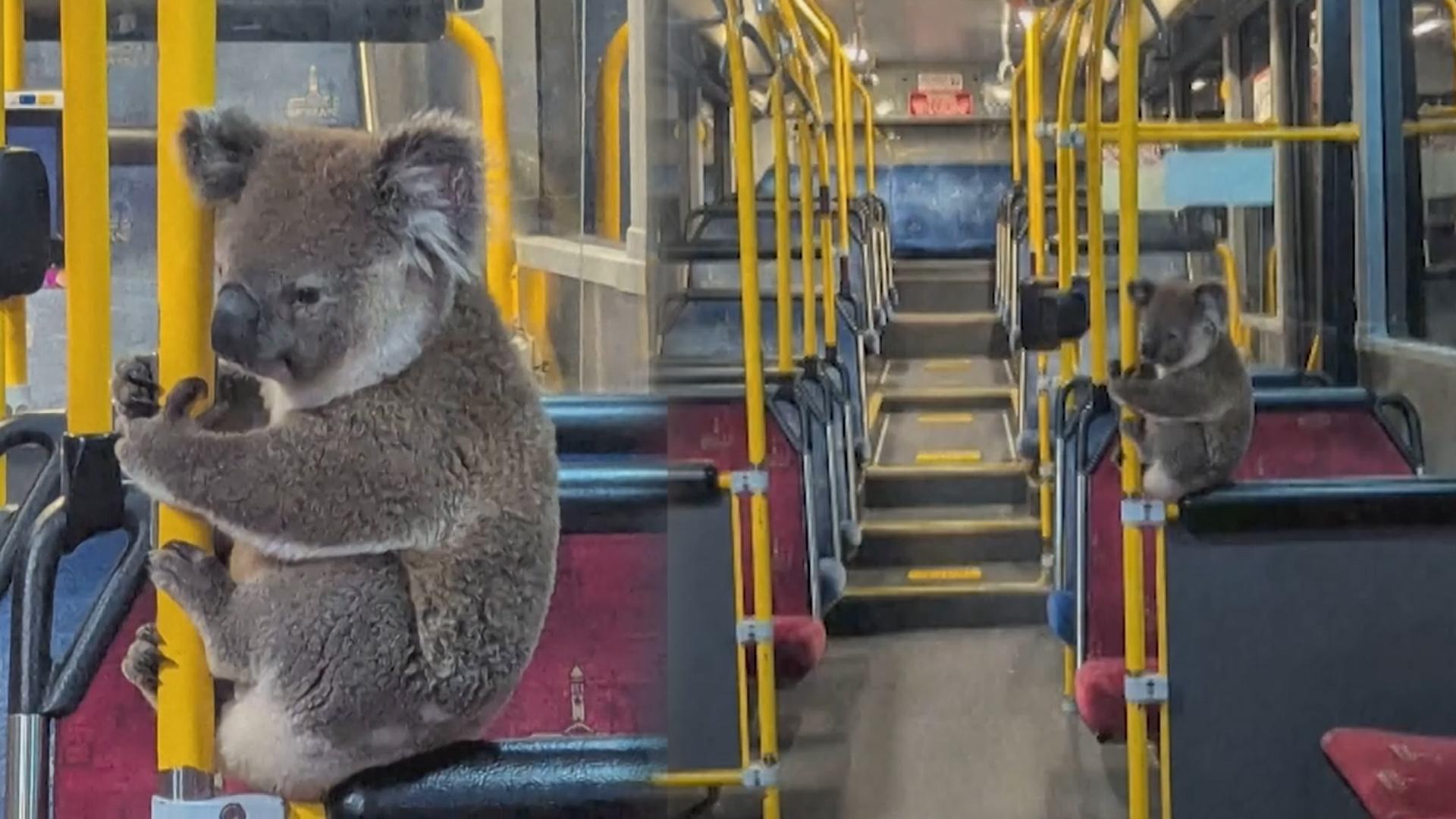 [지구촌현장포착] "한국 온라인카지노님 이 버스 어디가요?" <em class='find'호주</em 이색 승객 정체는