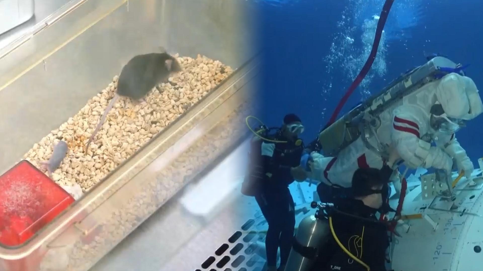 中, 우주 생쥐 출산 공개…"장기 체류·달·화성 준비"