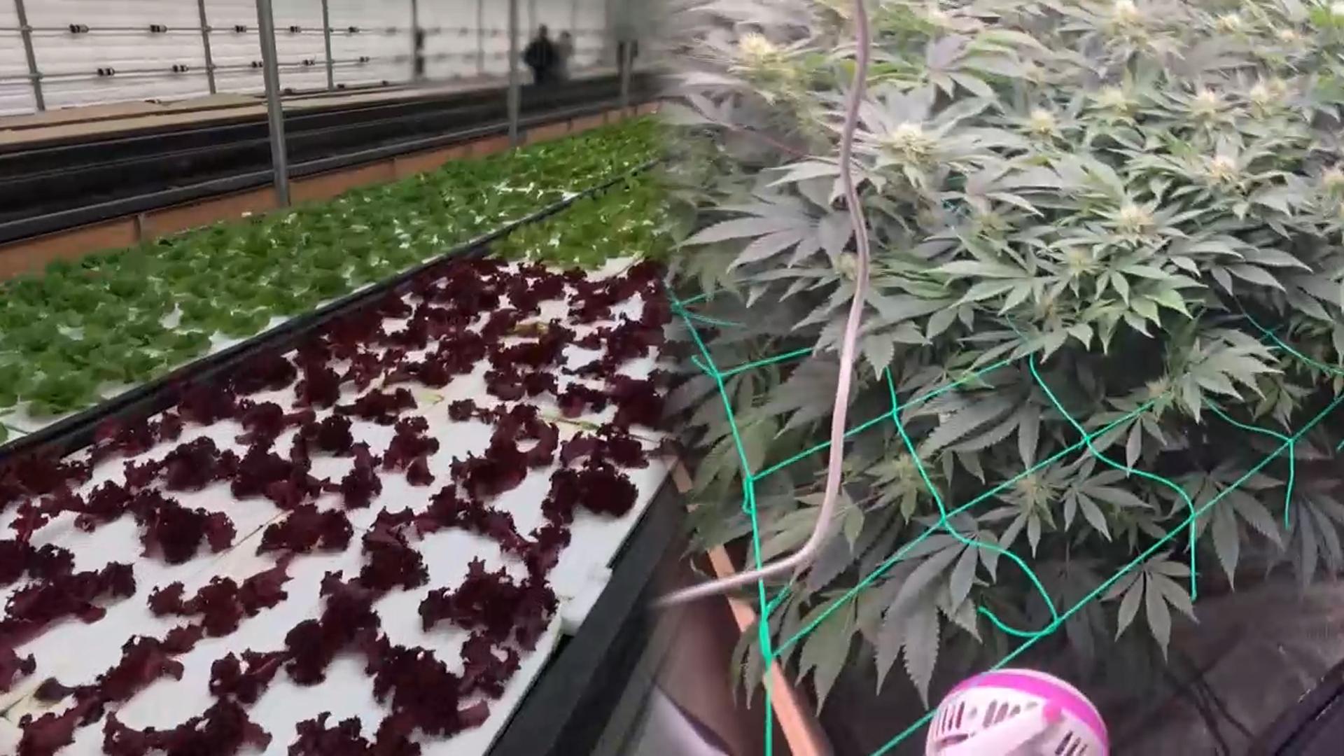 정부 지원 받아놓고…몰래 대마 키운 청년농업인 적발