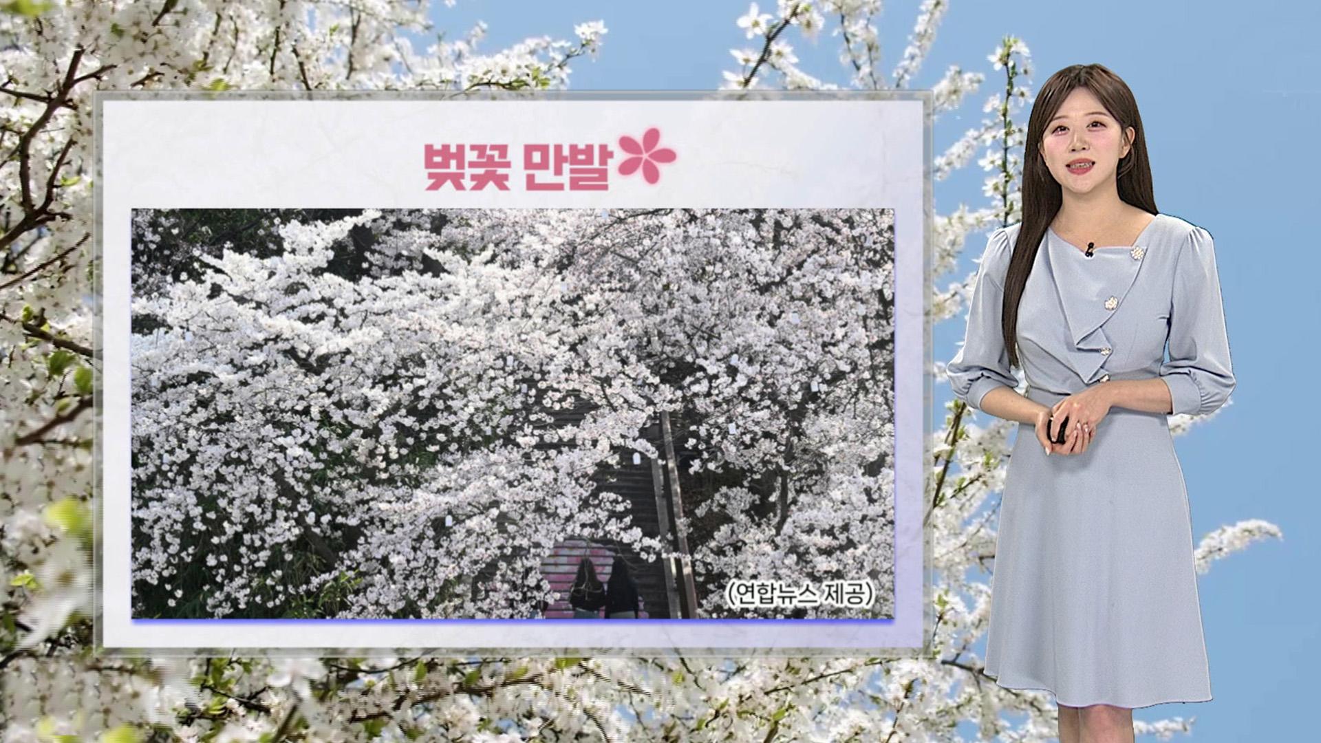 [날씨] 곳곳 벚꽃 만발…내일 초미세먼지 '나쁨', 밤부터 봄비