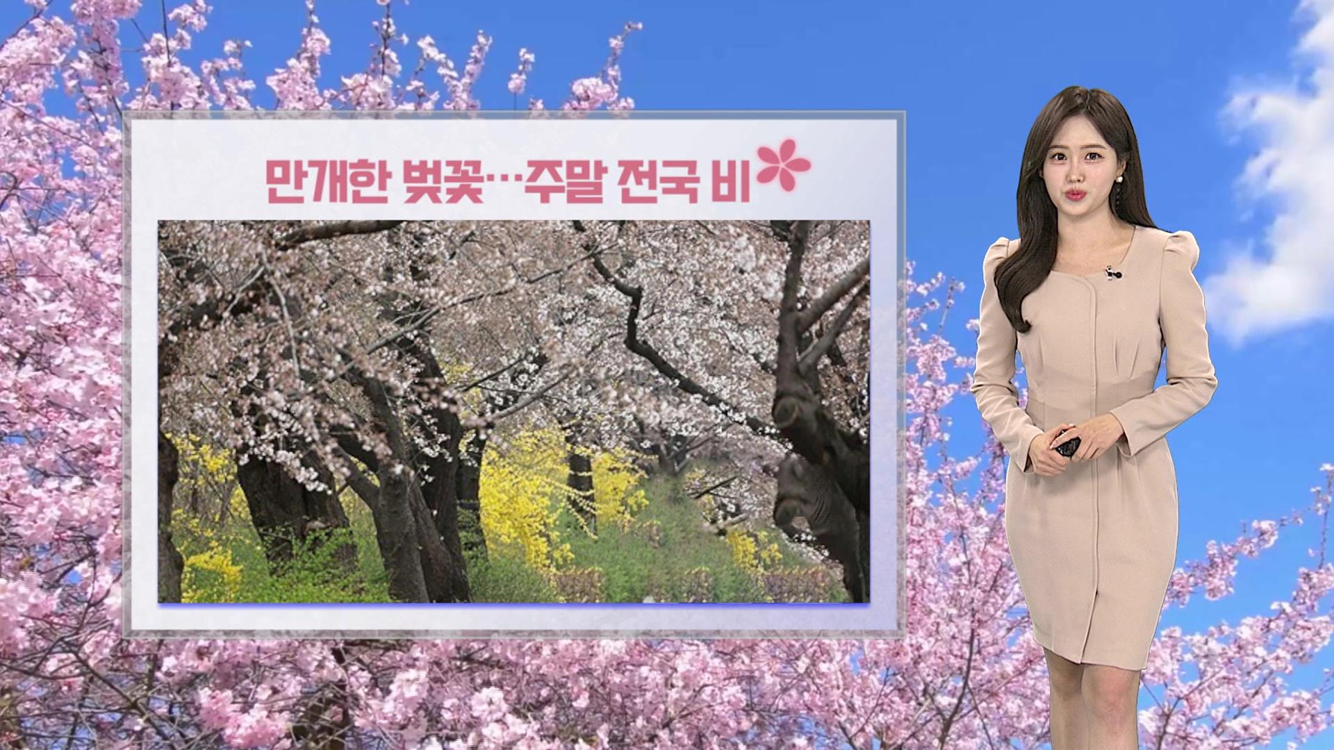 [날씨] 봄비와 함께 벚꽃 절정…강한 바람 유의