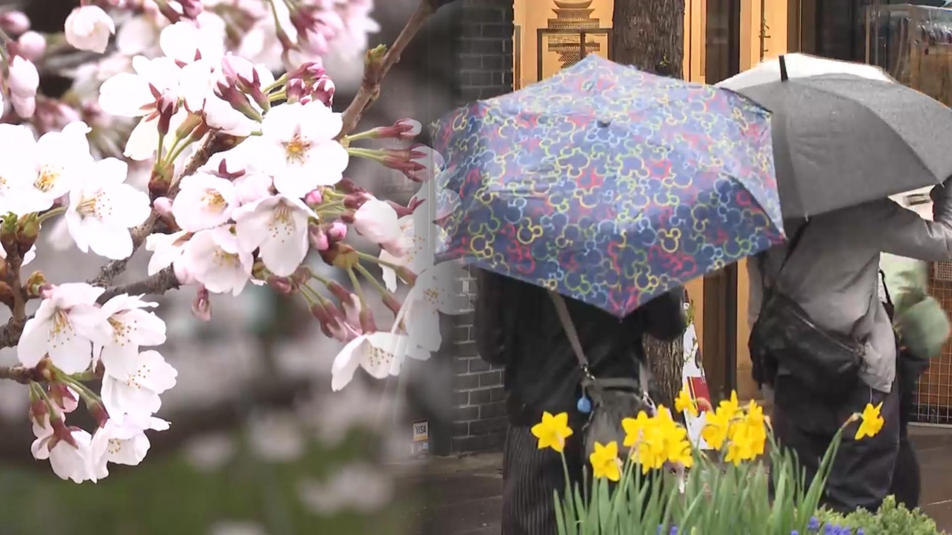 벌써 '벚꽃엔딩'?…내일 낮까지 전국 비바람