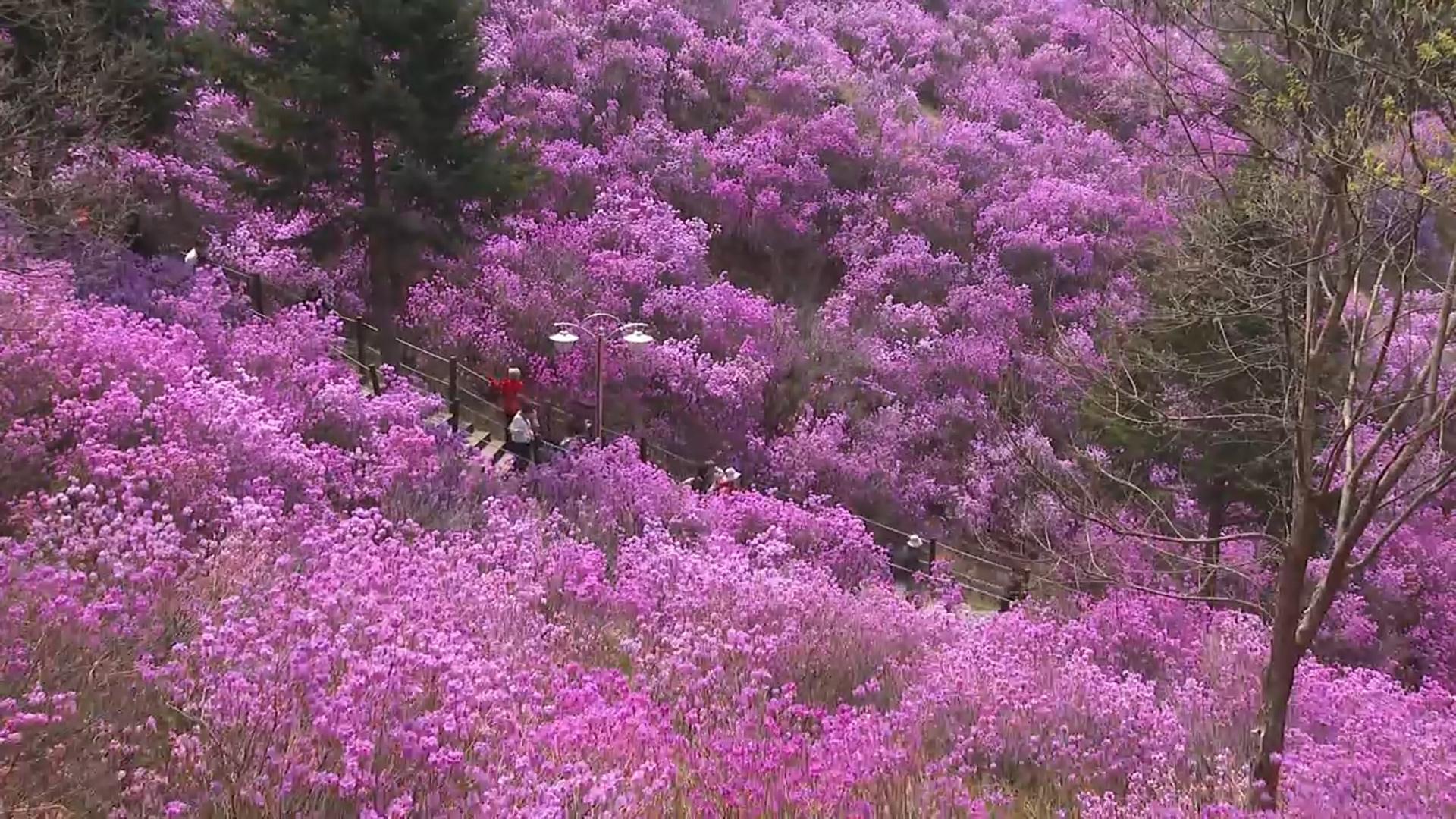 연분홍으로 물든 진달래동산…상춘객 북적