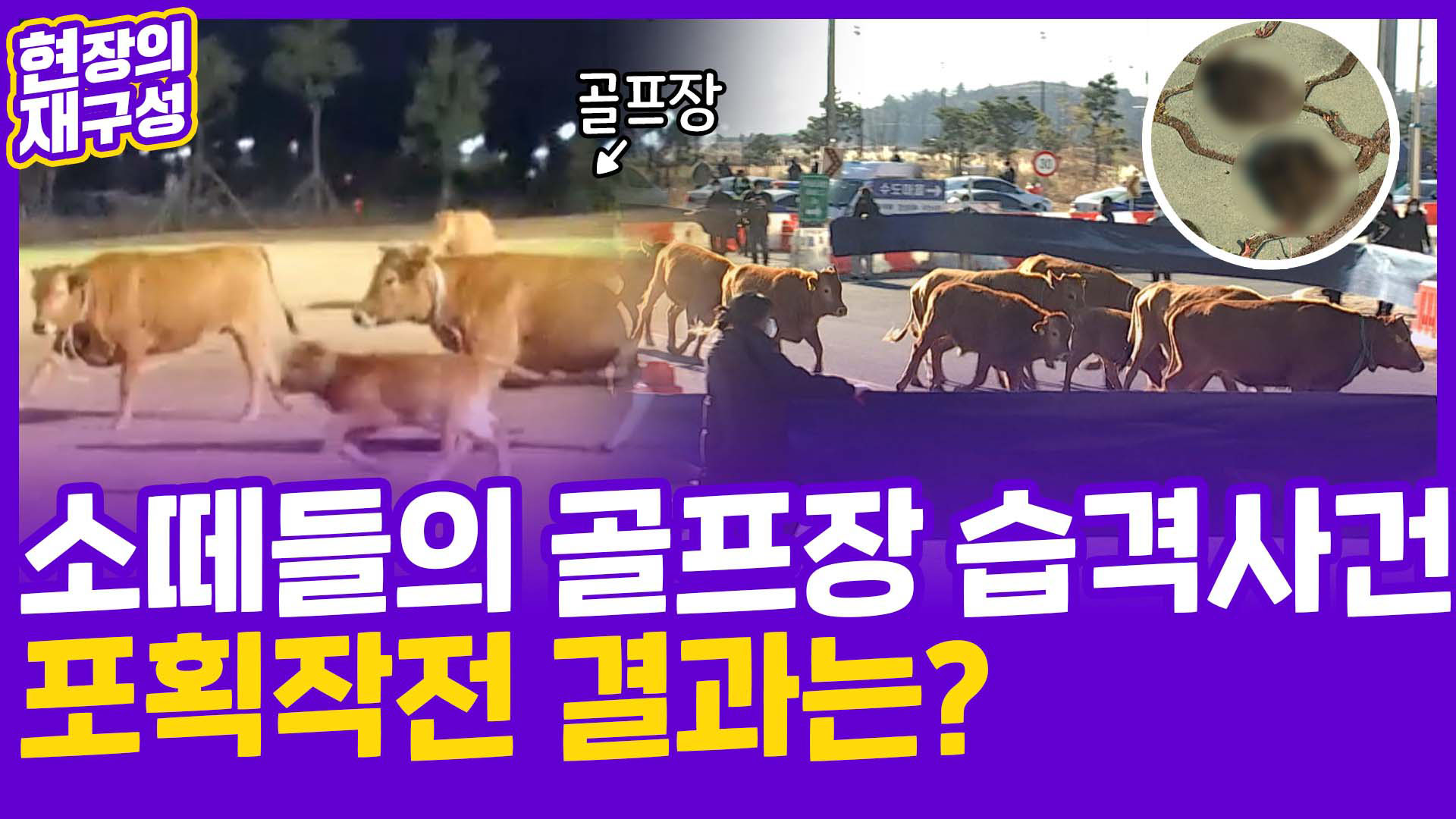 [현장의재구성] 소떼들의 <em class='find'한국-no-1-온라인카지노</em 습격사건…포획작전 결과는?