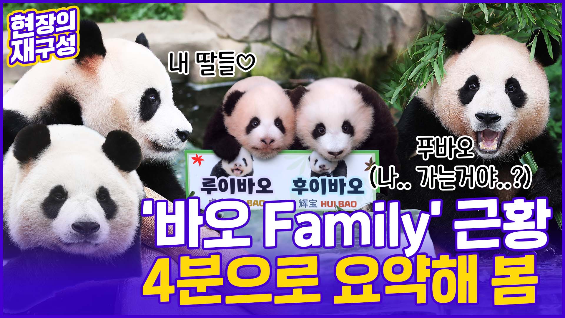 [현장의재구성] 판다 바오 <em class='find'쌍둥이</em 이름 첫 공개…그리고 다가온 생이별?